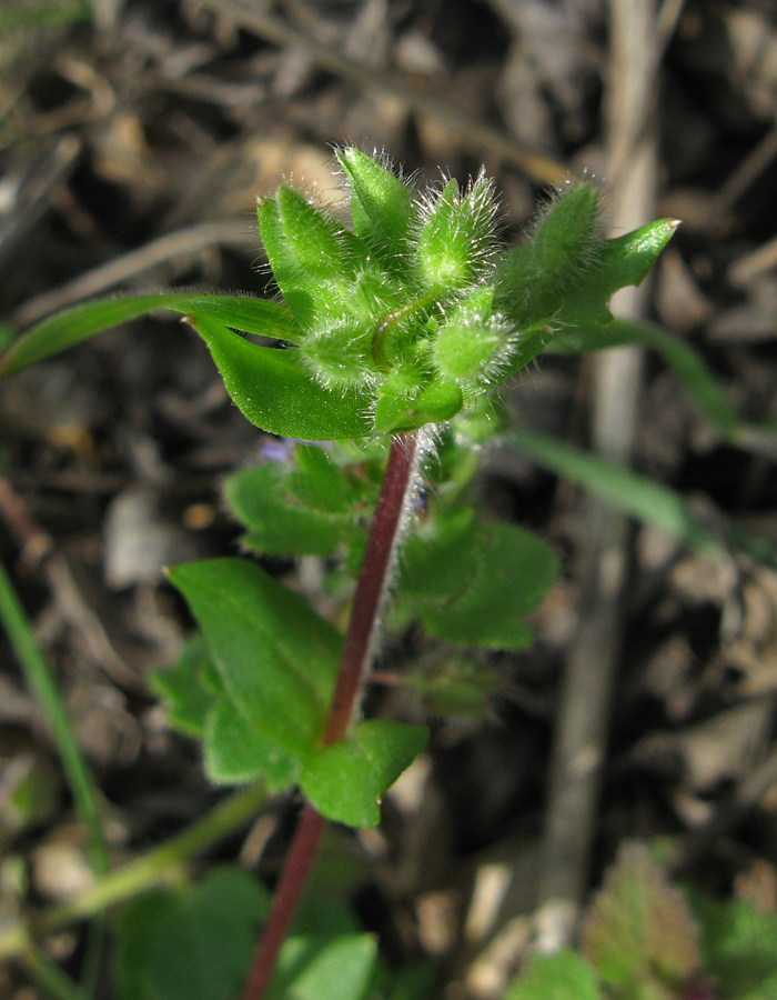 Изображение особи Stellaria neglecta.