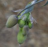 Image of taxon representative. Author is Роланд Цандекидис