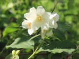 Philadelphus coronarius