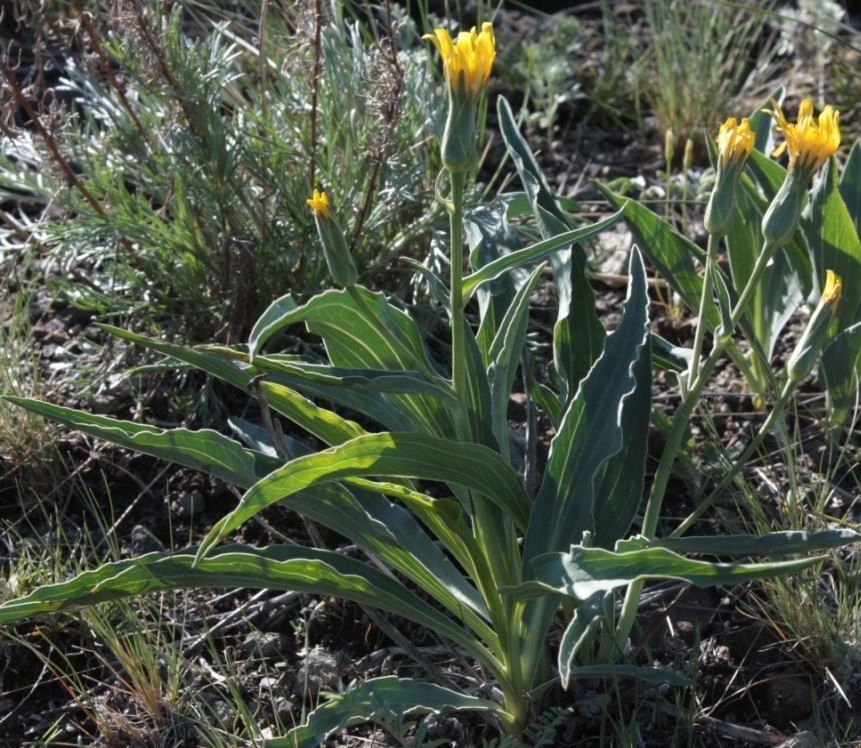 Image of Scorzonera pratorum specimen.