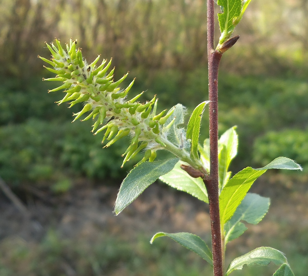 Изображение особи Salix myrsinifolia.