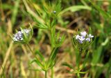 Asperula arvensis