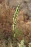 Brachypodium rupestre. Соцветие. Южный Берег Крыма, гора Аю-Даг. 27 мая 2013 г.