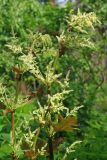 Rheum palmatum