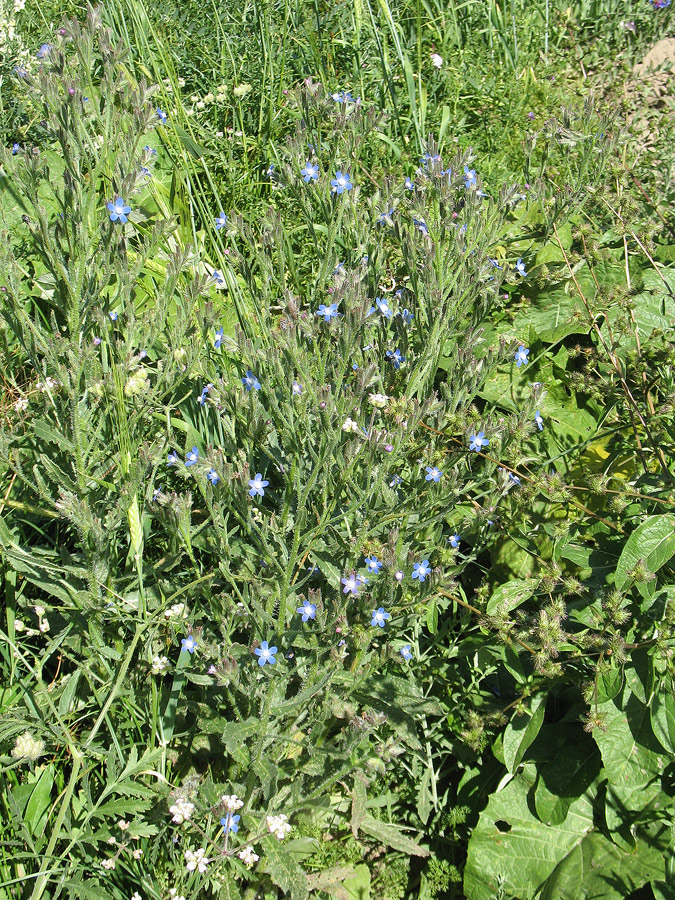 Image of Anchusa azurea specimen.