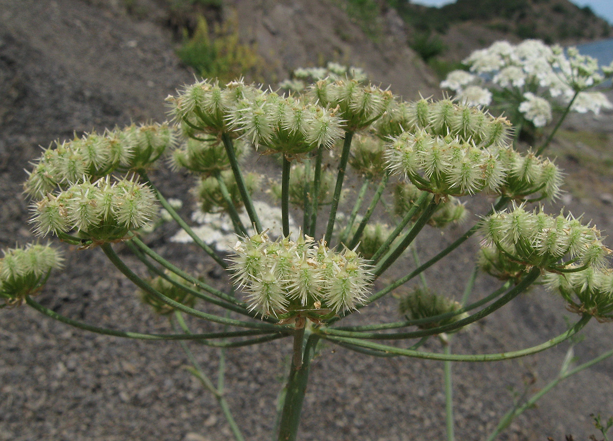 Image of Astrodaucus littoralis specimen.