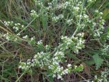 Galium humifusum