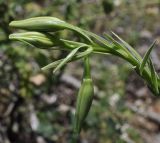 Lilium chalcedonicum