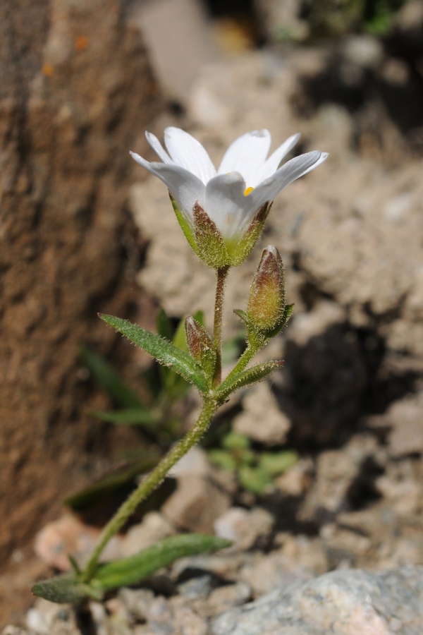 Изображение особи Dichodon cerastoides.