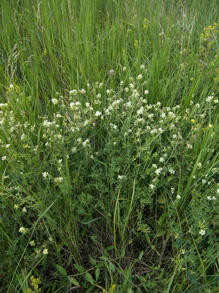 Изображение особи Medicago falcata.