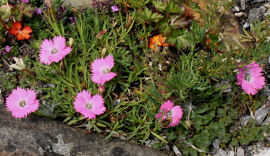 Изображение особи род Dianthus.