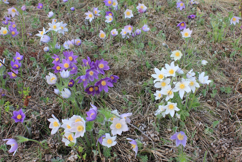 Изображение особи Pulsatilla multifida.