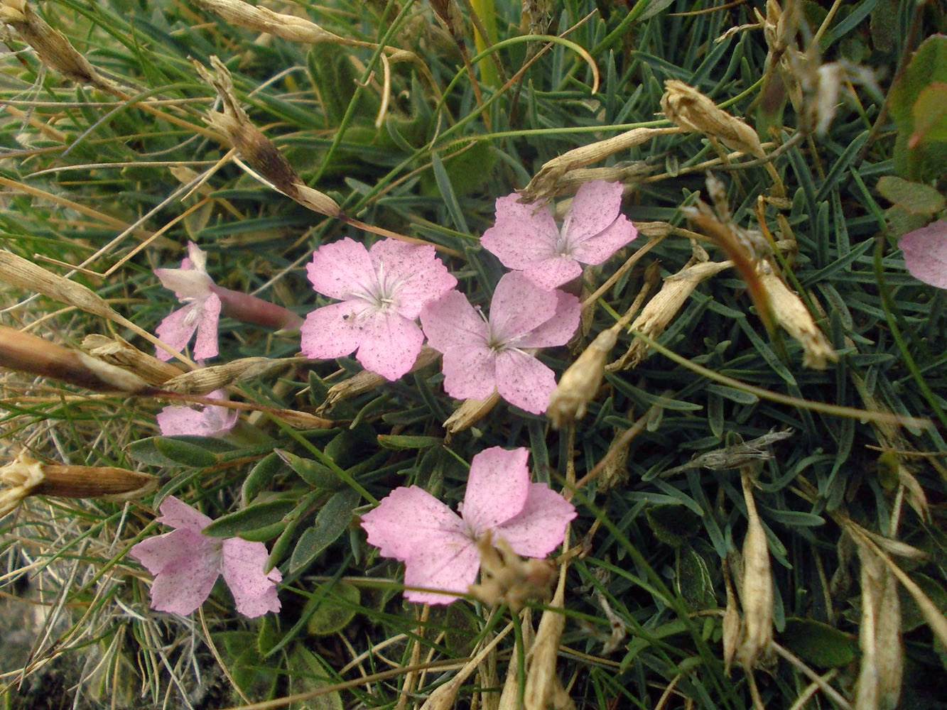 Image of Dianthus microlepis specimen.