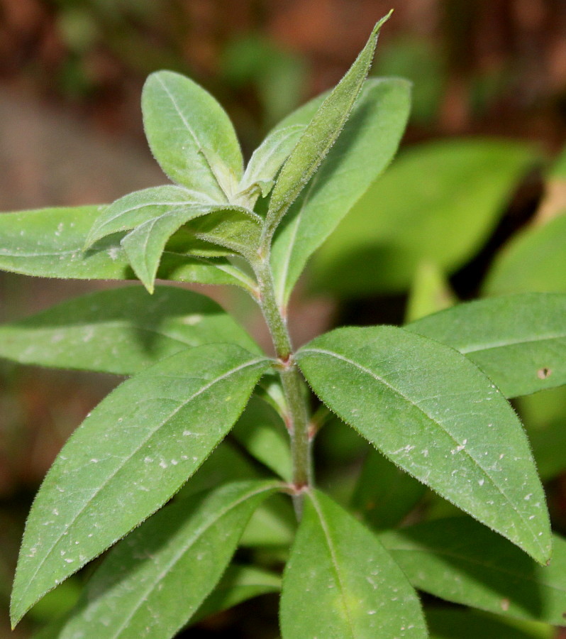 Image of Lysimachia clethroides specimen.