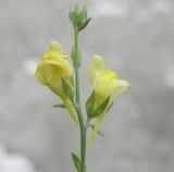 Linaria syspirensis. Верхушка побега с цветками. Черноморское побережье Кавказа, щель Прасковеевская, обсохшее русло реки Джанхот. 24.08.2013.