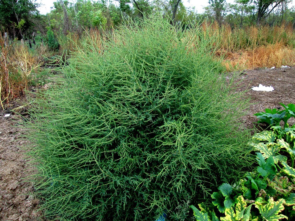 Image of Bassia scoparia specimen.