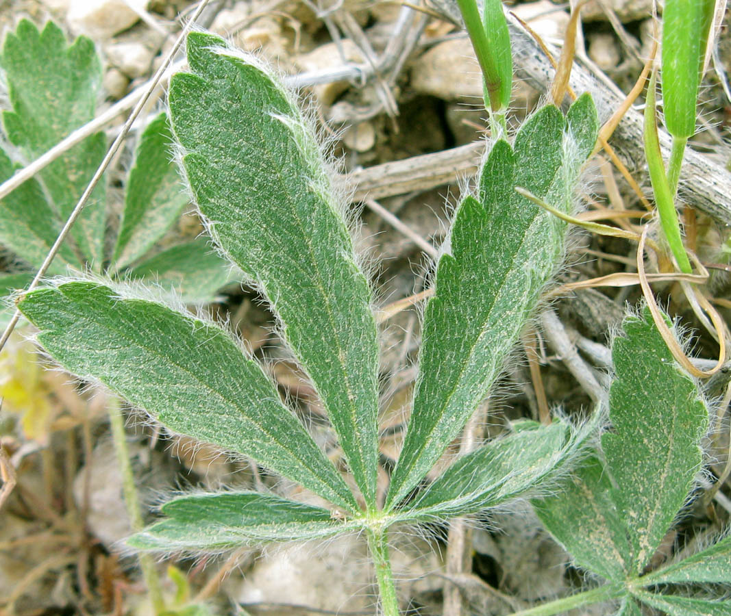 Изображение особи Potentilla recta.