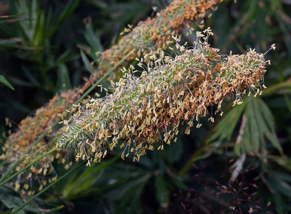 Image of Phleum pratense specimen.