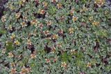 Sibbaldia tetrandra. Цветущие растения. Казахстан, Заилийский Алатау, перевал Талгар, 3200 м н.у.м. 30.06.2013.