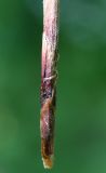 Carex drymophila