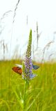 Veronicastrum tubiflorum