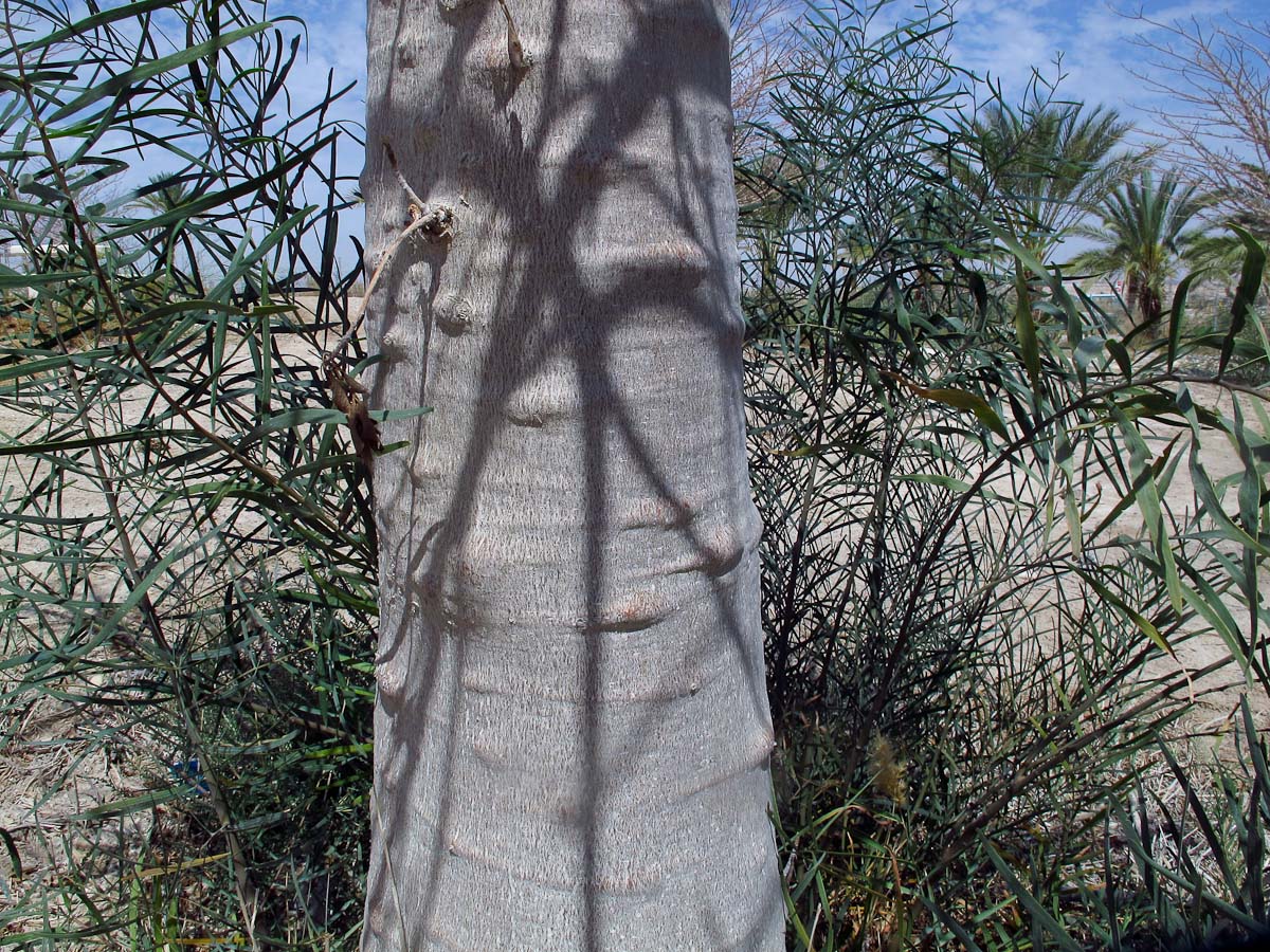 Image of Adansonia digitata specimen.