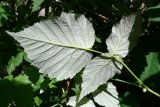 Rubus idaeus