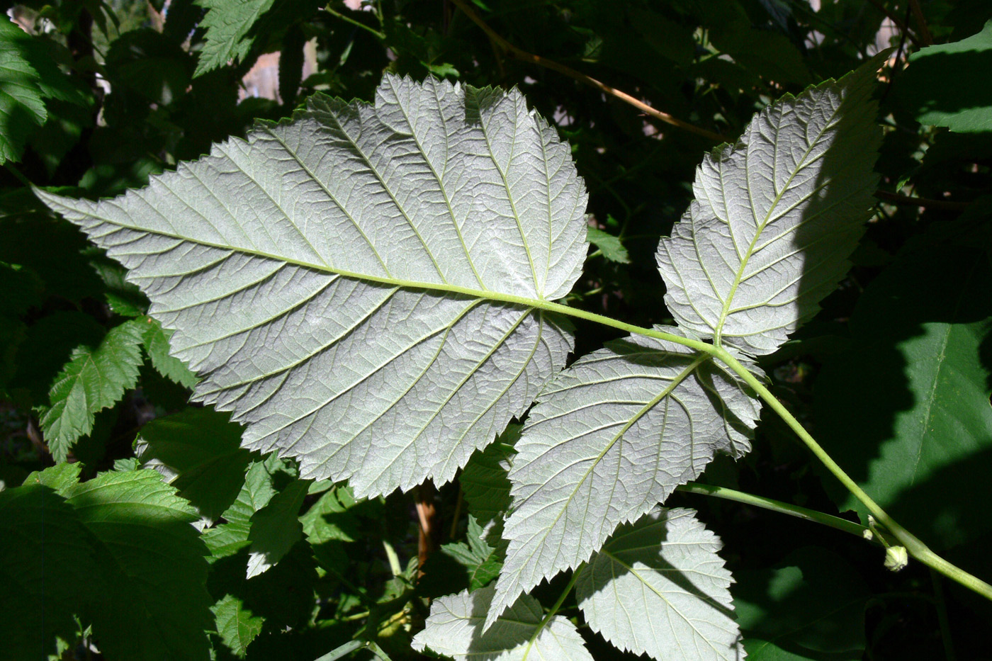 Изображение особи Rubus idaeus.