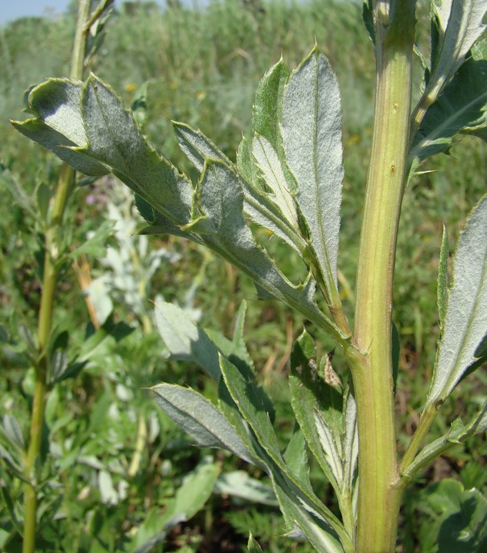 Изображение особи Cirsium incanum.