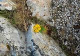 genus Senecio. Цветущее растение. Франция, Западная Бретань, мыс Пен-Ир (Pen-Hir). 25.07.2013.