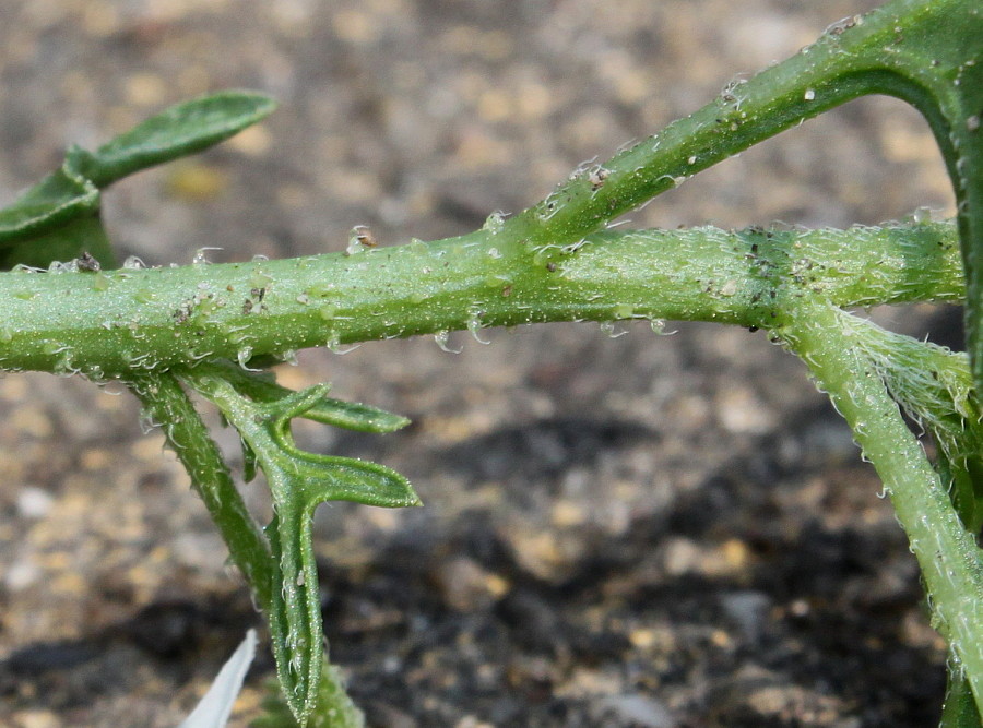 Image of Solanum triflorum specimen.