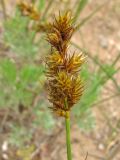 Carex colchica