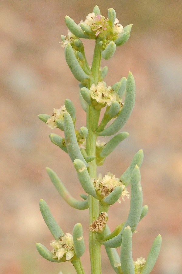 Image of Sympegma regelii specimen.