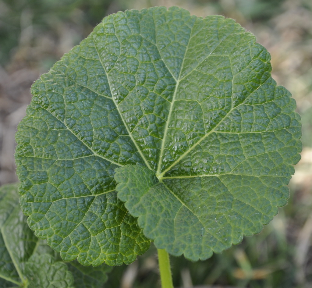 Image of Alcea rosea specimen.