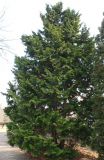Chamaecyparis lawsoniana. Взрослое растение ('Goldilocks'). Германия, г. Дюссельдорф, Ботанический сад университета. 02.03.2014.