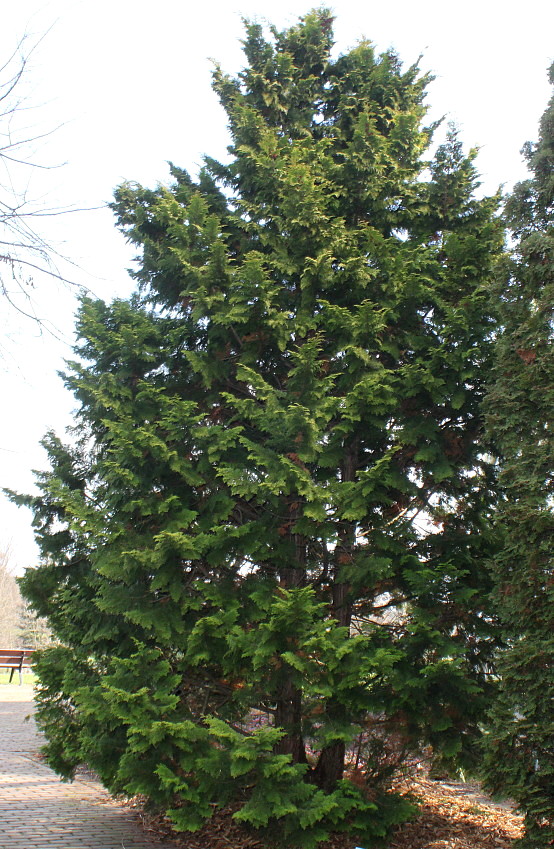 Image of Chamaecyparis lawsoniana specimen.