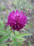 Trifolium alpestre. Соцветие. Крымский природный заповедник, Бабуган-Яйла, гора Роман-Кош. 07.07.2009.