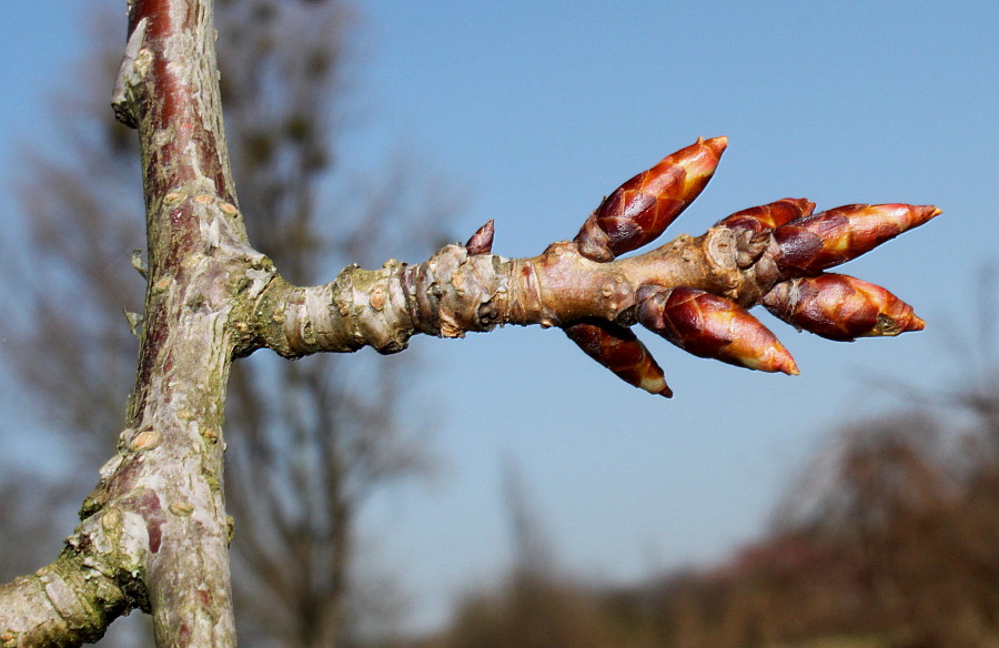 Изображение особи Prunus serrulata.