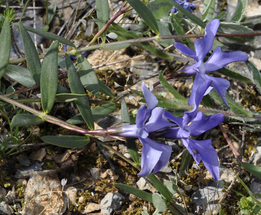 Image of Vinca herbacea specimen.