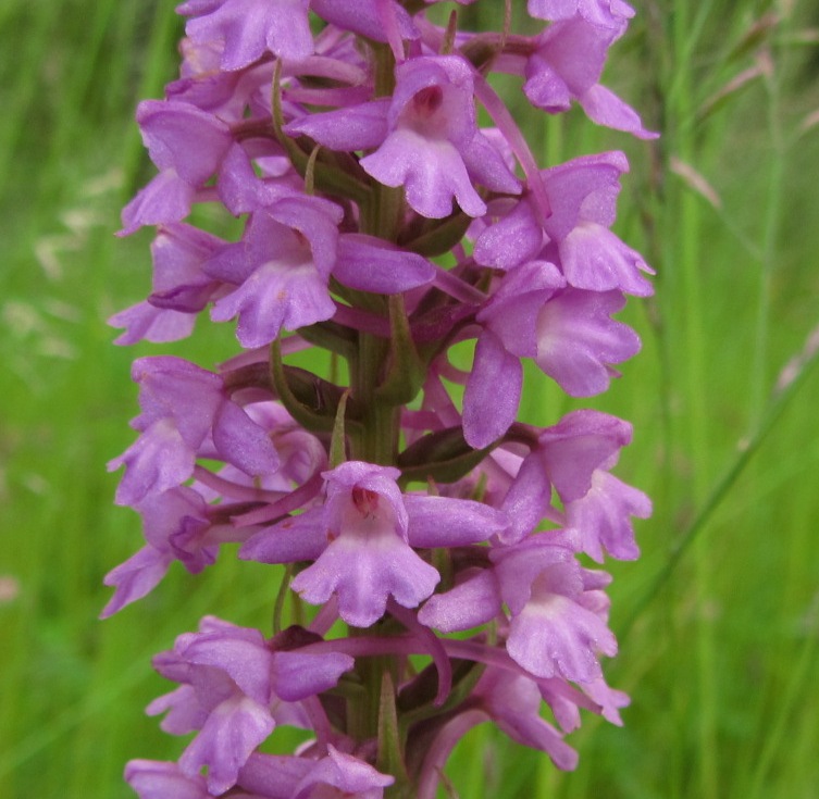 Image of Gymnadenia conopsea specimen.