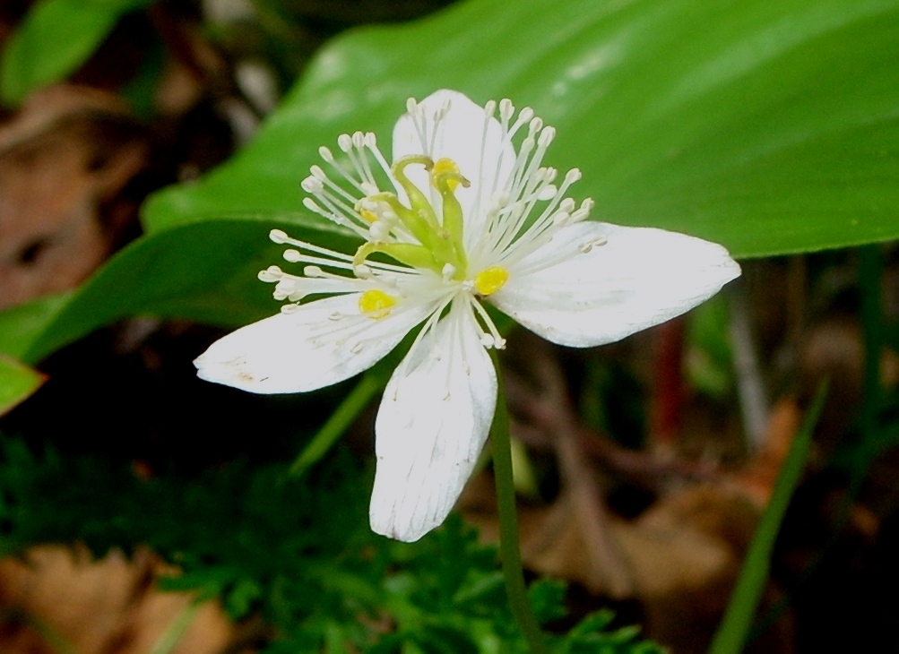 Image of Coptis trifolia specimen.