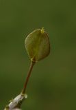 Lepidium perfoliatum. Плод. Украина, Луганская обл., г. Кировск, у грунтовой дороги в балке. 03.05.2014.