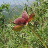 Paeonia tenuifolia