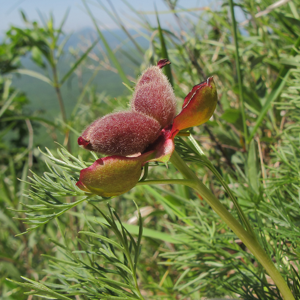 Image of Paeonia tenuifolia specimen.