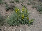 Astragalus caraganae