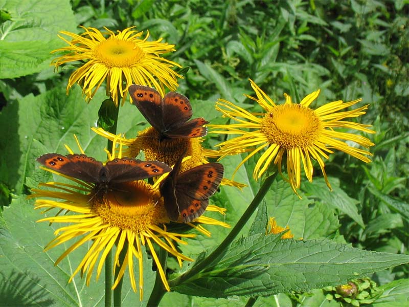 Изображение особи Telekia speciosa.