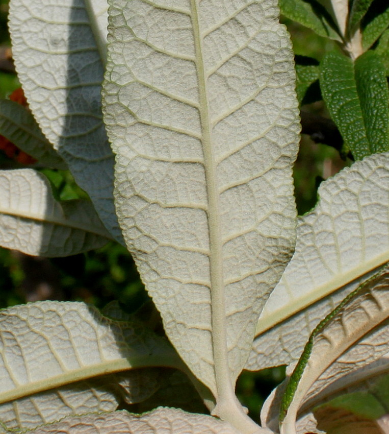 Image of Buddleja globosa specimen.