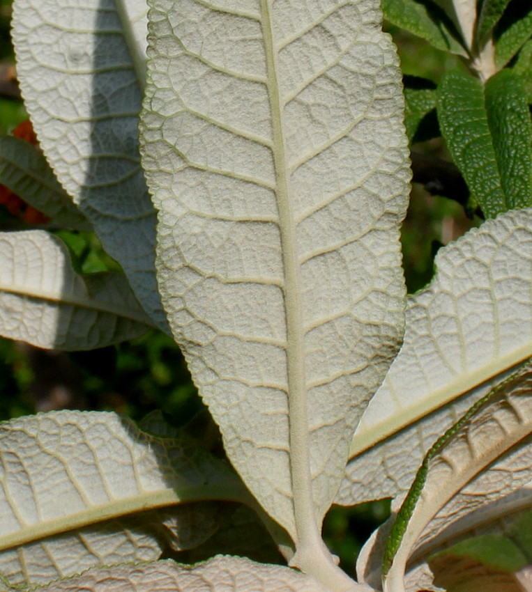 Изображение особи Buddleja globosa.