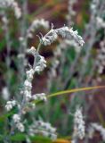 Artemisia stelleriana. Верхушка цветущего растения. Приморье, Сихотэ-Алинь, устье р. Джигитовка, песчаный берег реки. 04.08.2012.