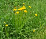 Taraxacum officinale. Цветущее растение. Московская обл., окр. г. Звенигород. 19.05.2012.